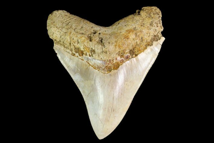 Serrated, Fossil Megalodon Tooth - Indonesia #148152